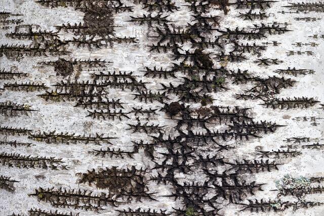 Crackle