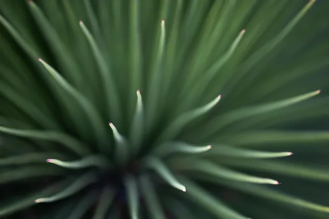 Plant and Flower Photos - 2025