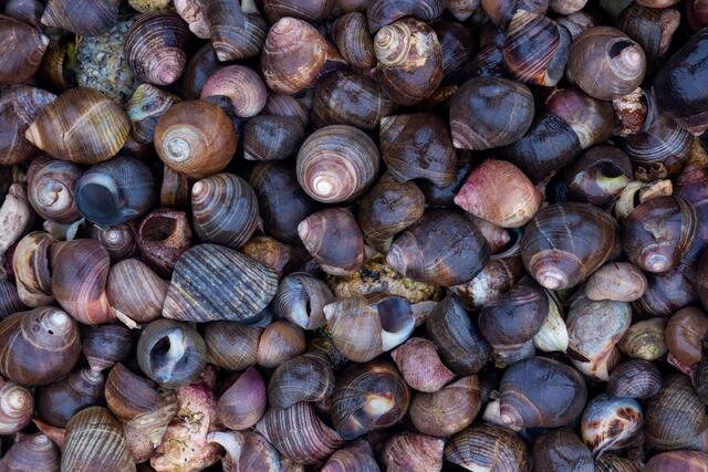 Periwinkle Shells