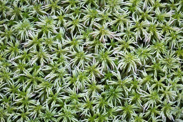 Community of Mosses