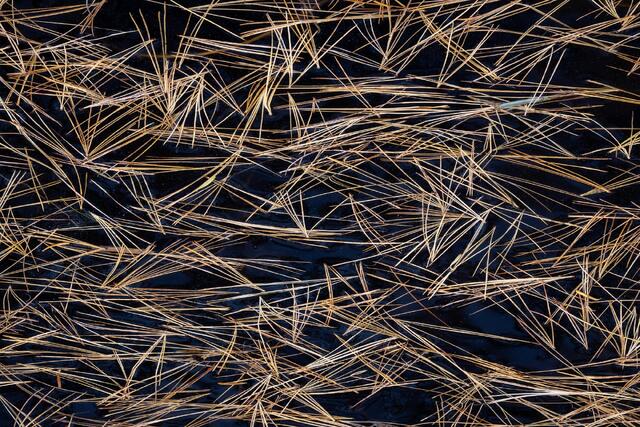 Pine Needles on Dark Water