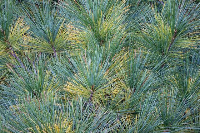 Pine Boughs