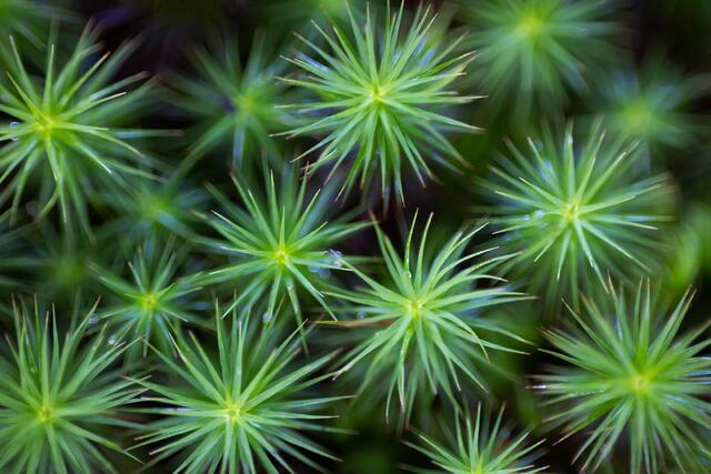 Tiny Mosses