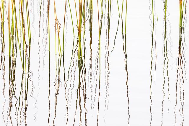 Reed Squiggles
