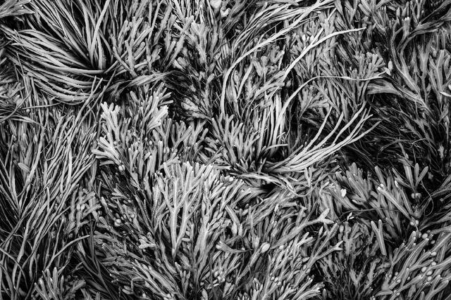 Intimate Landscapes
