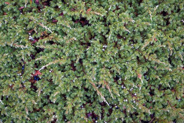 Wee Juniper