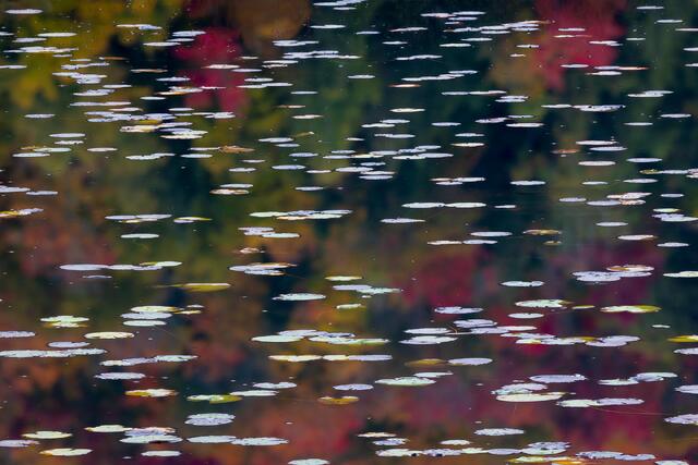 Autumn Reflections