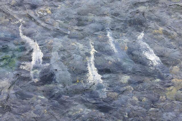 Spawning Salmon 