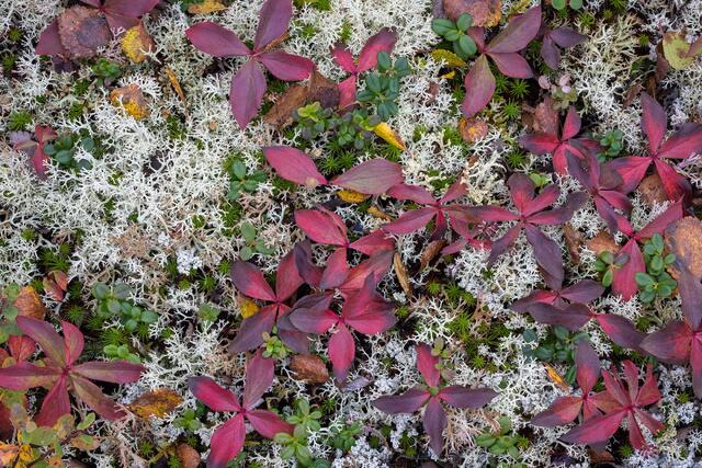 Lichen and Bunchberry