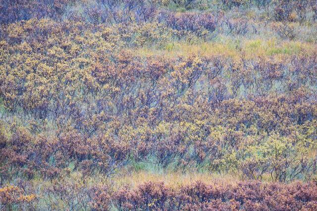 Swaying Willows