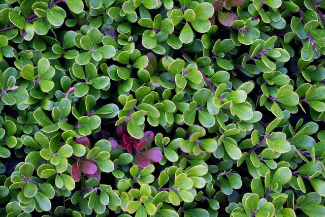 Bearberry