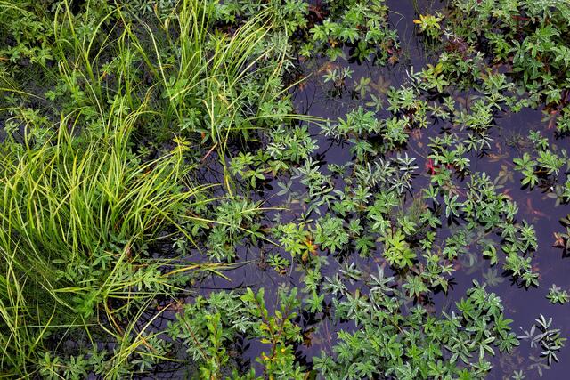 Marsh Medley