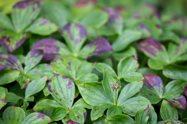 Bunch of Bunchberry