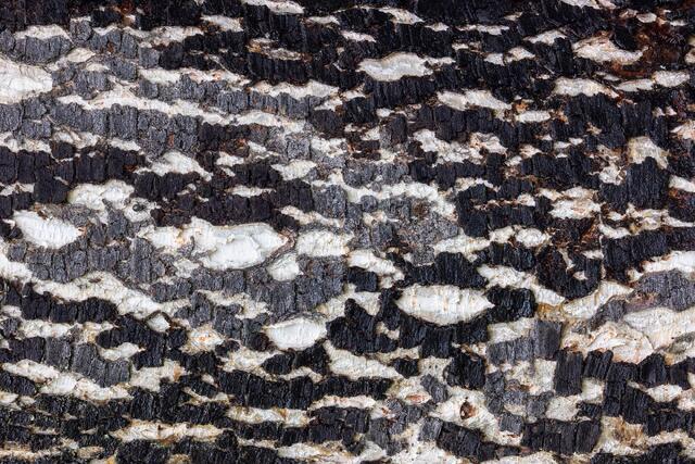 Fissures