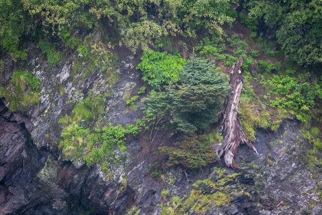 Bald Eagle Perch