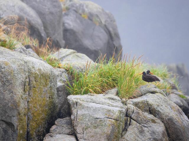 Black Oystercatcher Duo 