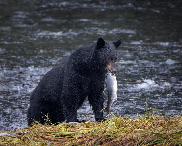 Black Bear Fishing for Salmon