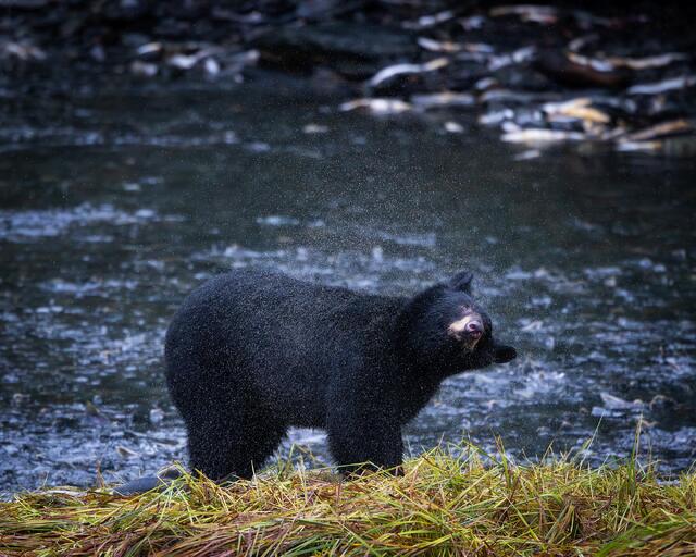 Shaking Black Bear