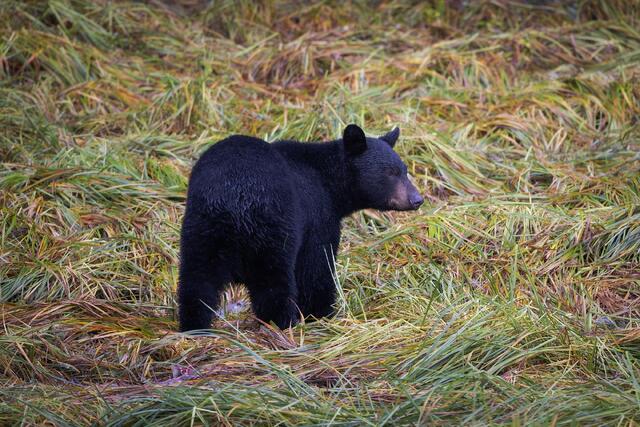 Black Bear