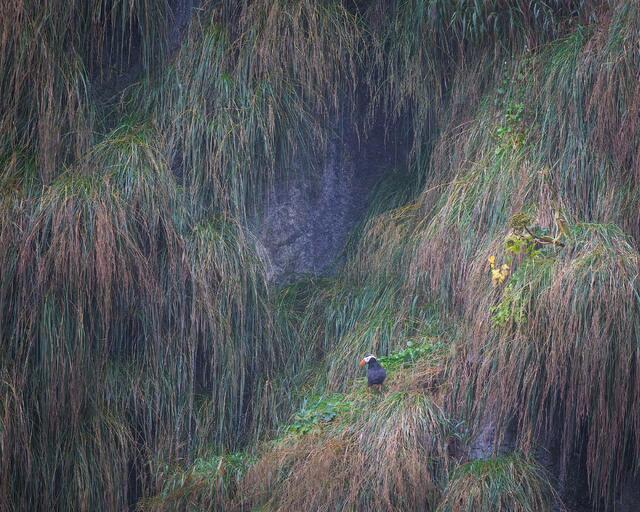Tufted Puffin and Coastal Grasses