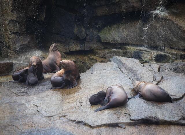 Stellar Sea Lion Rookery