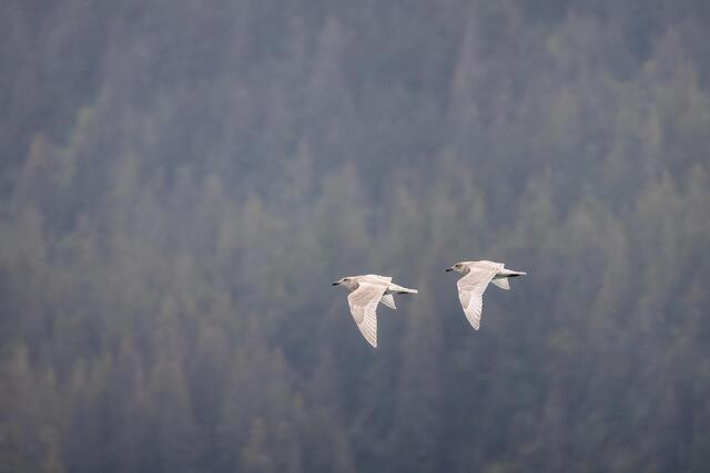 Synchronized Flyers