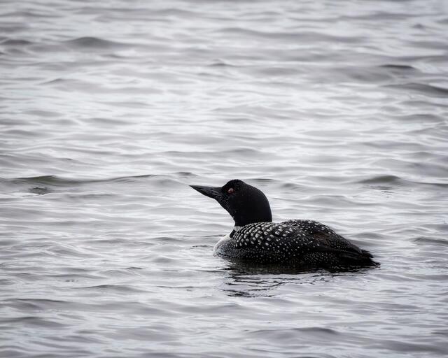 Loon on a Lake