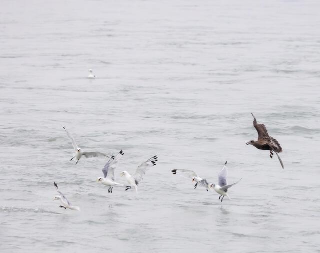 Kittiwakes and a Gull