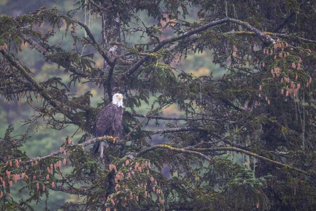Bald Eagle Lookout