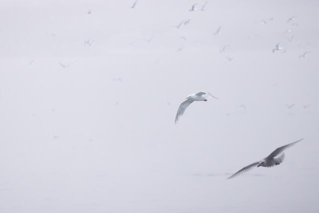 Gulls in Flight