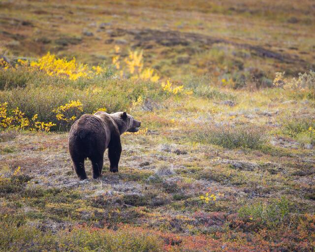 Foraging Grizzly Bear