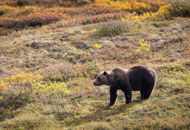 Grizzly Bear