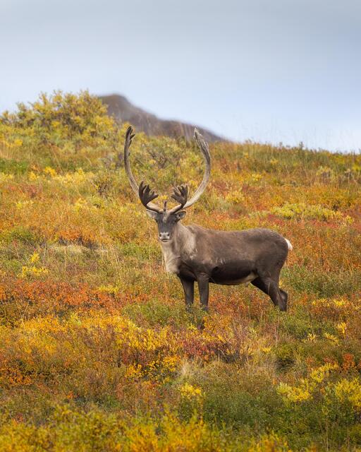 Caribou
