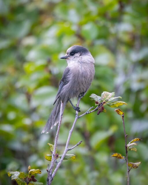 Canada Jay