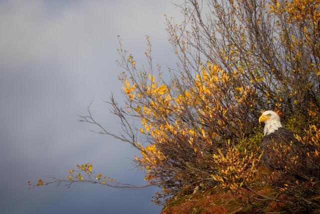 Pretty Perch