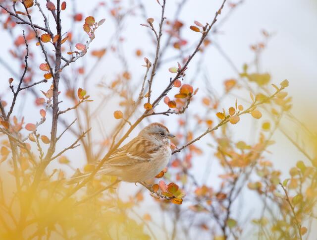 Tree Sparrow, Autumn Birches