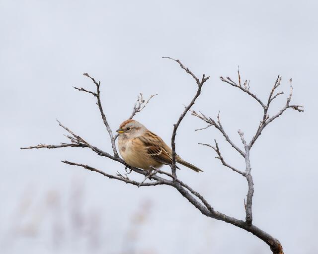 American Tree Sparrow