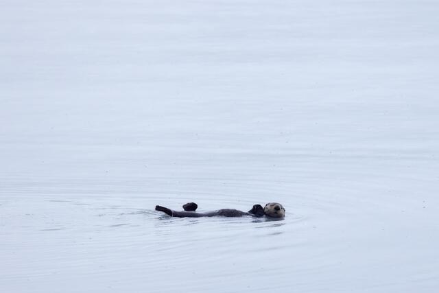 Spa Otter
