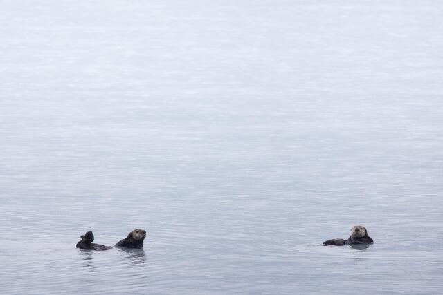 Sea Otter Duo