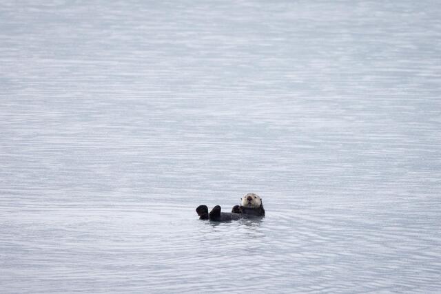 Sea Otter 