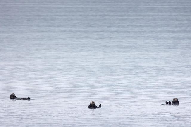 Sea Otter Trio