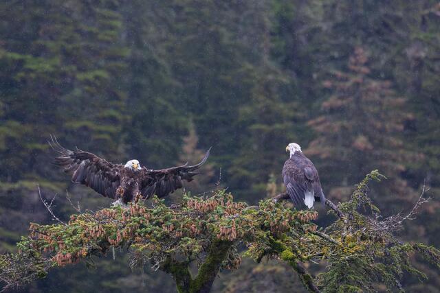Bald Eagle Pair