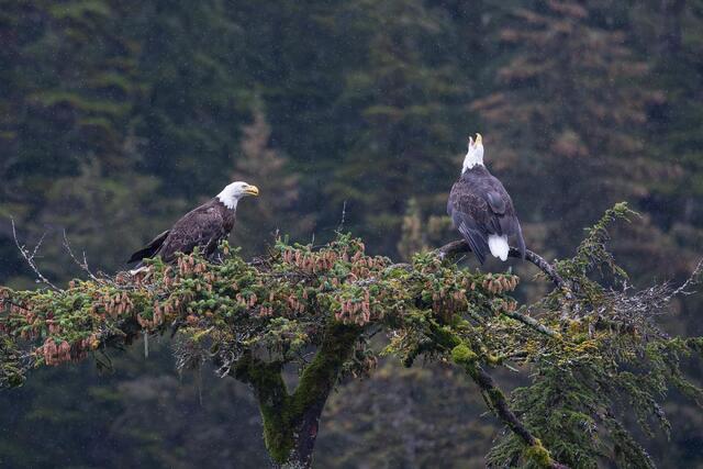 Bald Eagle Chat