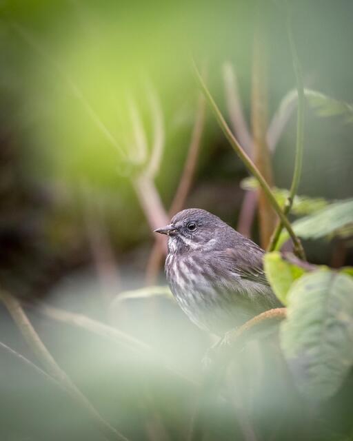 Song Sparrow