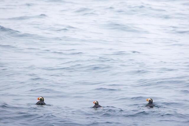 Tufted Puffin Trio