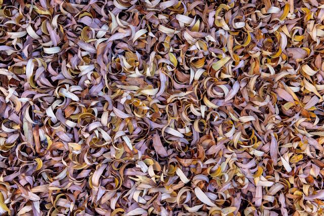 Leaf Pile