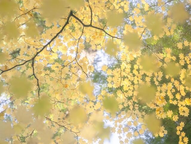 Maple Canopy