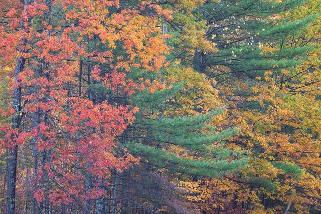 Autumn Spectrum