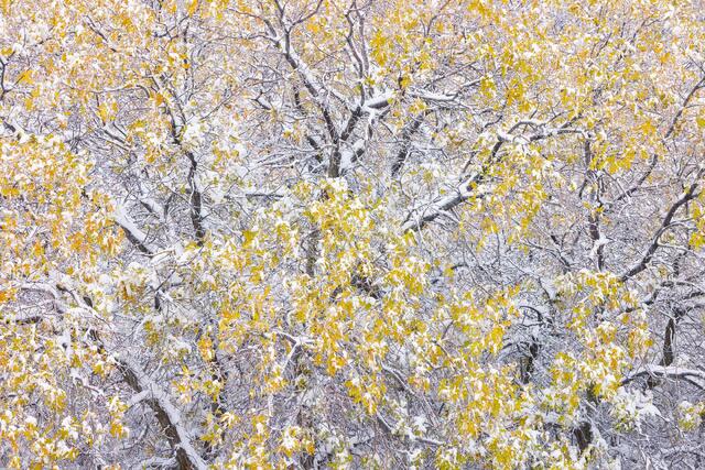 Snowy Oak