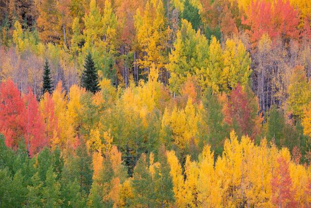 Autumn Mix
